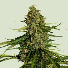 RQSF1AUTGA001 - ROYAL QUEEN SEEDS - GAIA F1 AUTOFLOWERING | 1 SEED