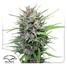 DP011002 - DUTCH PASSION - PASSION #1 FEM | 100 SEEDS