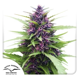 DP0632 - DUTCH PASSION - SHAMAN FEM | 3 SEEDS