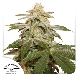 DP11112 - DUTCH PASSION - SUGAR BOMB PUNCH FEM | 1 SEED Available while stocks last