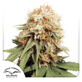 DP3202 - DUTCH PASSION - WHITE WIDOW FEM | 10 SEEDS