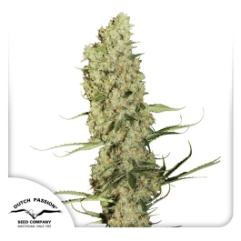 DP4532 - DUTCH PASSION - JORGE'S DIAMOND#1 FEM | 3 SEEDS Available while stocks last