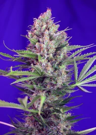 SWfVCM5 - SWEET SEEDS - CREAM MANDARINE F1 FAST VERSION® FEM (SWS50) | 5+2 SEEDS