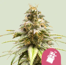 RQSFEM03033 - ROYAL QUEEN SEEDS - CHOCOLATE HAZE FEM | 3 SEEDS