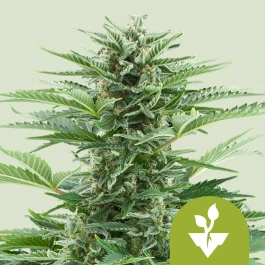 RQSAUR10002 - ROYAL QUEEN SEEDS - EASY BUD AUTO FEM | 10 SEEDS