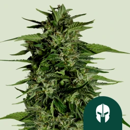 RQSF1AUT001073 - ROYAL QUEEN SEEDS - HYPERION F1 AUTOFLOWERING | 1 SEED