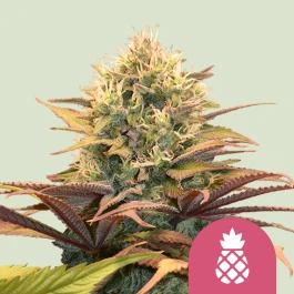 RQSFEM03025 - ROYAL QUEEN SEEDS - PINEAPPLE KUSH FEM | 3 SEEDS