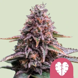 RQSFEM003095 - ROYAL QUEEN SEEDS - PINK MIST FEM | 3 SEEDS