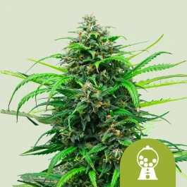 RQSAUT005079 - ROYAL QUEEN SEEDS - PINK RUNTZ AUTO FEM (USA PREMIUM) | 5 SEEDS