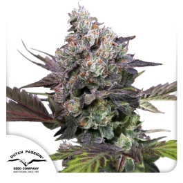 DP14752 - DUTCH PASSION - CANDY BUBATZ XL FEM | 5 SEEDS