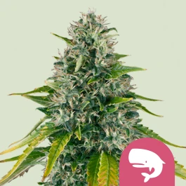 RQSFEM03016 - ROYAL QUEEN SEEDS - ROYAL MOBY FEM | 3 SEEDS