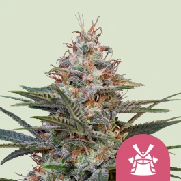 RQSFEM5048 - ROYAL QUEEN SEEDS - SHOGUN FEM | 5 SEEDS