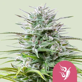 RQSFEM03029 - ROYAL QUEEN SEEDS - SPEEDY CHILE FAST FLOWERING FEM | 3 SEEDS