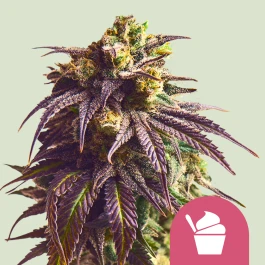 RQSFEMSDR001 - ROYAL QUEEN SEEDS - SUNDAE DRIVER FEM (USA PREMIUM) | 1 SEED
