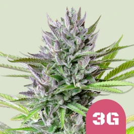 RQSFEM1050 - ROYAL QUEEN SEEDS - TRIPLE G FEM (USA PREMIUM) | 1 SEED