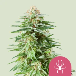 RQSFEM10002 - ROYAL QUEEN SEEDS - WHITE WIDOW FEM | 10 SEEDS