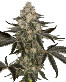 SS1530351 - SENSI SEEDS RESEARCH - SAUVIGNON BLANC AUTO FEM | 3 SEEDS