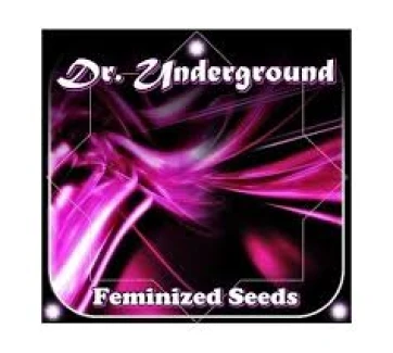 DR. UNDERGROUND - KONG 47 FEM | 4 SEEDS
