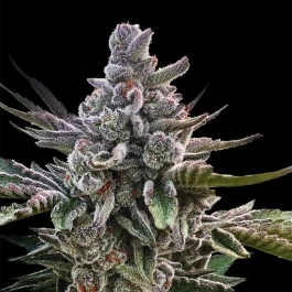 SILS024F05 - SILENT SEEDS - ACAI JELLY FEM | 5 SEEDS