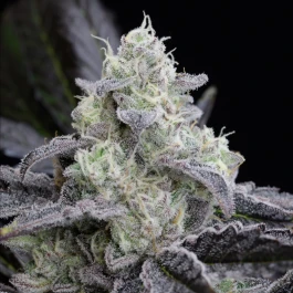 SILS006F05 - SILENT SEEDS - L.A. VANILLA CAKE FEM | 5 SEEDS