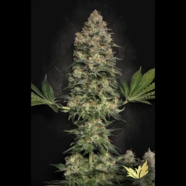 PS0410 - PARADISE SEEDS - JACKY WHITE FEM | 5 SEEDS
