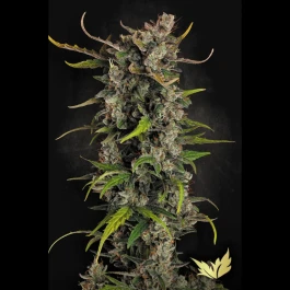 PS1048 - PARADISE SEEDS - LEMONADE AUTO FEM | 10 SEEDS
