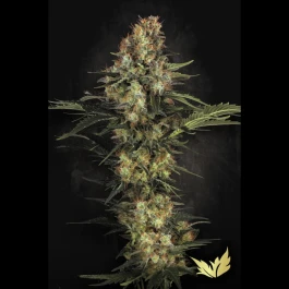 PS0426 - PARADISE SEEDS - ORIGINAL WHITE WIDOW IBL | 5 SEEDS