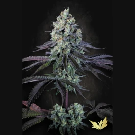 PS0551 - PARADISE SEEDS - PURPLE MINTS FEM | 5 SEEDS