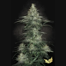 PS0402 - PARADISE SEEDS - SENSI STAR FEM | 5 SEEDS