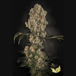 PS0411 - PARADISE SEEDS - WHITE BERRY FEM | 5 SEEDS