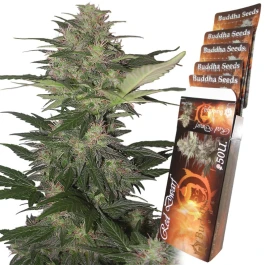 BSBRD10 - BUDDHA SEEDS - RED DWARF AUTO FEM | BLISTER 1x10 SEEDS