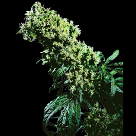 SS1560309 - SENSI SEEDS BANK - NORTHERN LIGHTS #5 X HAZE FEM | 3 SEEDS