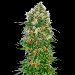 SS1560606 - SENSI SEEDS BANK - SHIVA SKUNK AUTOMATIC FEM | 5 SEEDS
