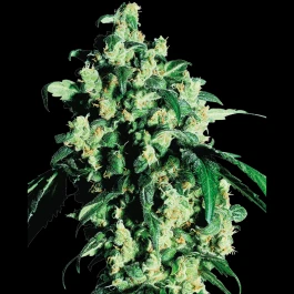 SS1560002 - SENSI SEEDS BANK - SUPER SKUNK FEM | 10 SEEDS
