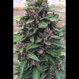 SEX034100 - SEEDSALAD - AUTO PURPLE THERATONIC CBD FEM | 100 SEEDS