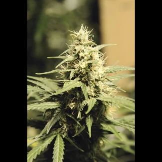 SEX005100 - SEEDSALAD - AUTO SUPER SKUNK FEM | 100 SEEDS