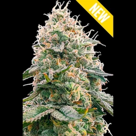 SEX053100 - SEEDSALAD - CRITICAL 2.0 XXL FEM | 100 SEEDS