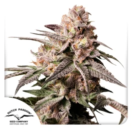DP15252 - DUTCH PASSION - SLUSH MINT CAKE FEM | 5 SEEDS
