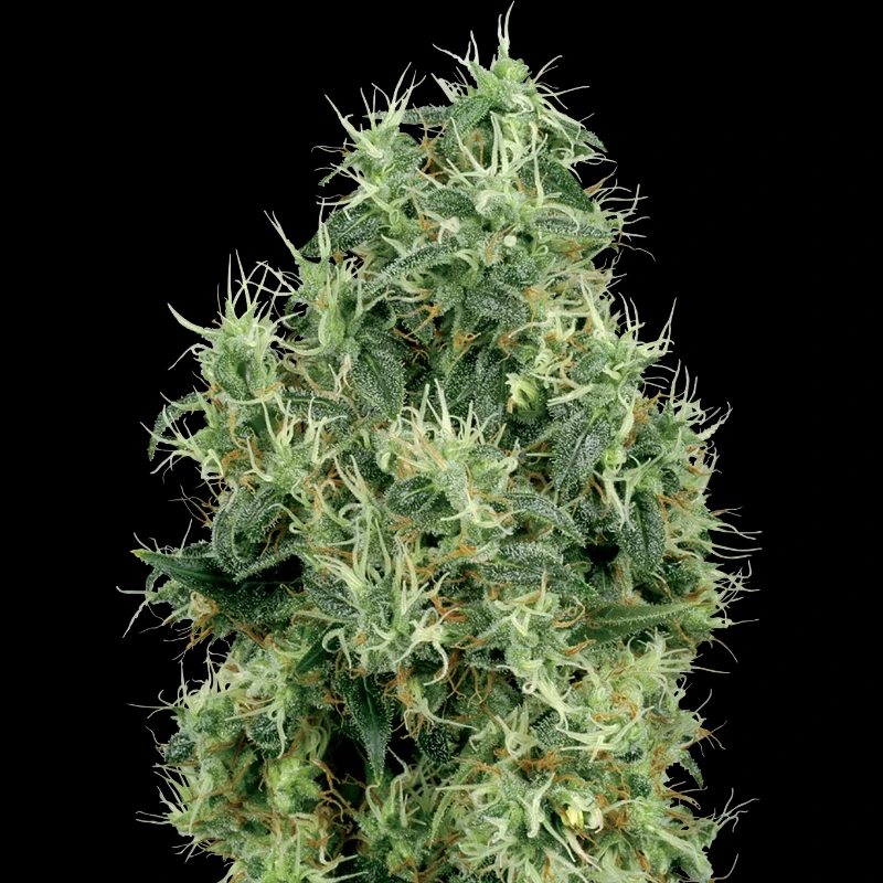 WL1520509 - WHITE LABEL - WHITE GOLD FEM | 5 SEEDS
