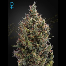 SGFF050016 - GREEN HOUSE SEED CO. - BIG BANG AUTO FEM | 5 SEEDS