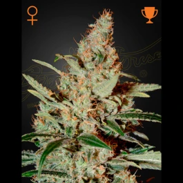 GHCHM03 - GREEN HOUSE SEED CO. - CHEMDOG FEM | 3 SEEDS