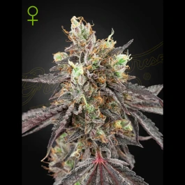 GHG#41XG#41A01 - GREEN HOUSE SEED CO. - GELATO #41 AUTOFLOWERING FEM | 1 SEED