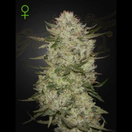 GHHGCLZA03 - GREEN HOUSE SEED CO. - HIGHCLOUDZ AUTO FEM | 3 SEEDS