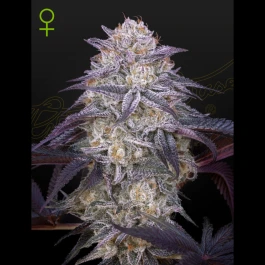 SGHKKAUTO5 - GREEN HOUSE SEED CO. - KING'S KUSH AUTOFLOWERING FEM | 5 SEEDS