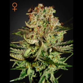 SUBF5 - GREEN HOUSE SEED CO. - SUPER BUD FEM | 5 SEEDS