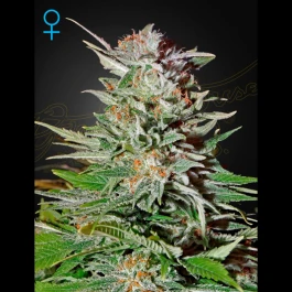 GHSSLHAUTO5 - GREEN HOUSE SEED CO. - SUPER LEMON HAZE AUTOFLOWERING FEM | 5 SEEDS