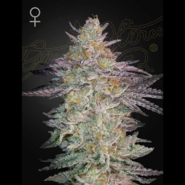 GHSSLGM03F - GREEN HOUSE SEED CO. - SUPER LEMON HAZE X GMO FEM | 3 SEEDS