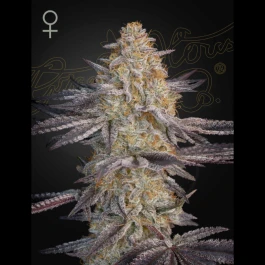 GHSSLRS01F - GREEN HOUSE SEED CO. - SUPER LEMON HAZE X RS11 FEM | 1 SEED