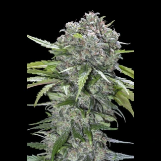 ADVSSBB0003 - ADVANCED SEEDS - SAN BACIO BURGER FEM | 3 SEEDS
