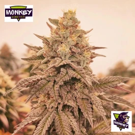 MNKGOTF0003 - MONKEY GENETICS - ORANGU TANGIE FEM | 3 SEEDS